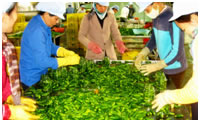 คำอธิบาย: http://www.talkvietnam.com/files/2012/11/ha-nam-adopts-effective-agro-processing-model-760647-mot-mo-hinh-nhieu-loi-ich.jpg